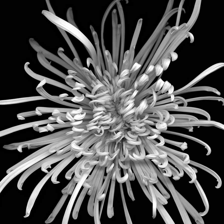 Flower No 2 (Chrysanthemum), 2011. Giclee print, 120 x 120 cm.